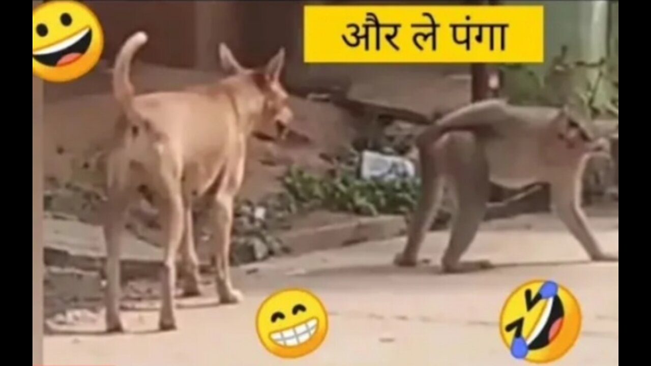 Monkey Vs Dog Real Fight | Funny Dog Vs Monkey Video | Funny Video | Comedy Videos