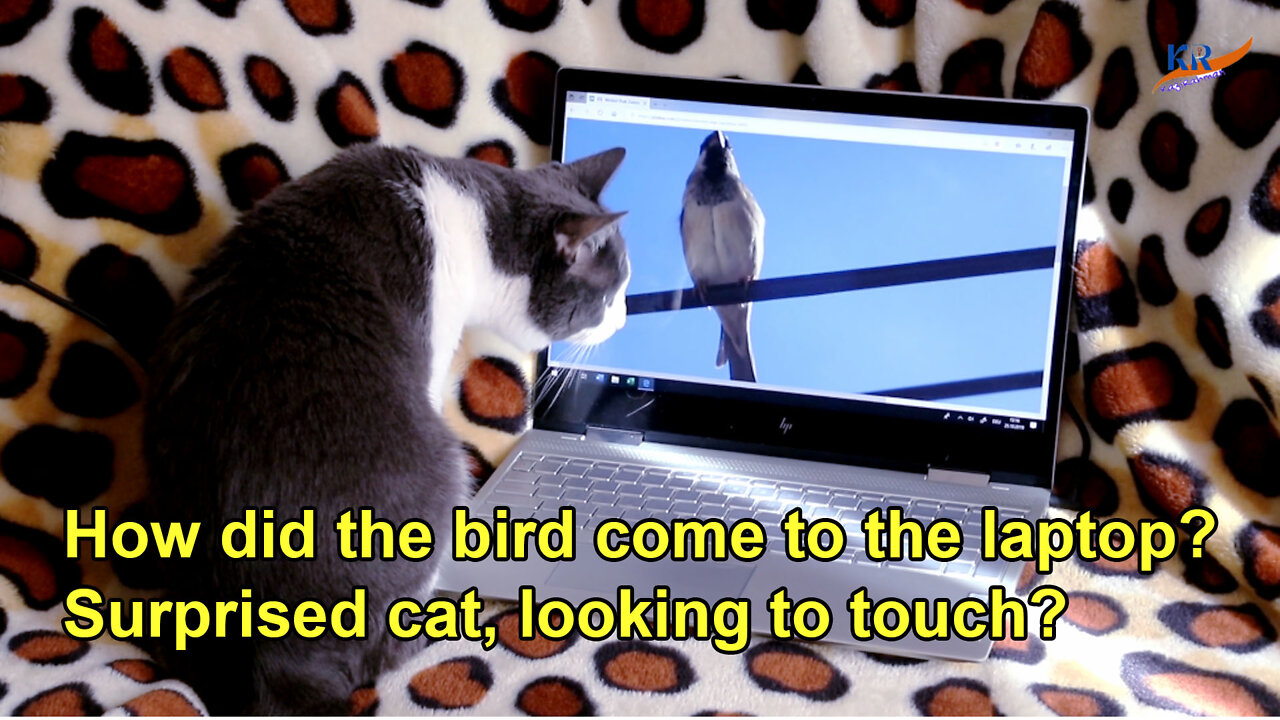 How did the bird come to the laptop! Surprised cat, looking to touch--KaziRahman