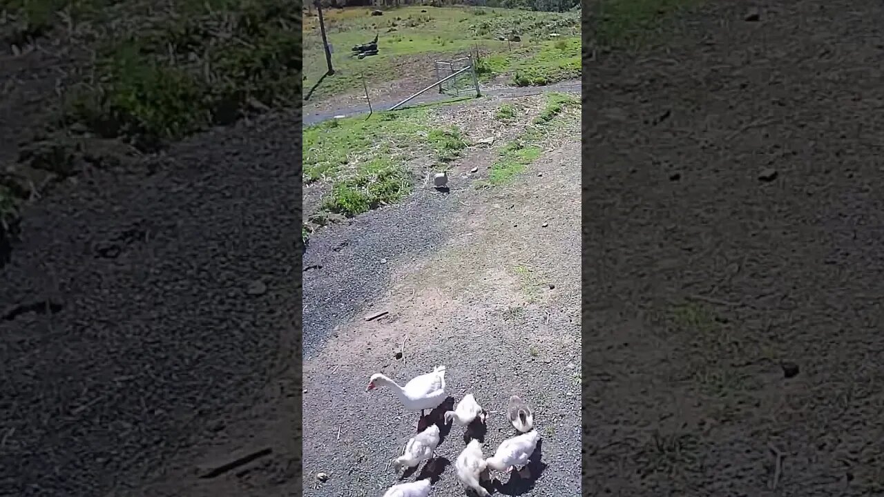 Daddy taking goslings walking