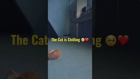 🥹❤️Cat is chilling in the control room🥹❤️