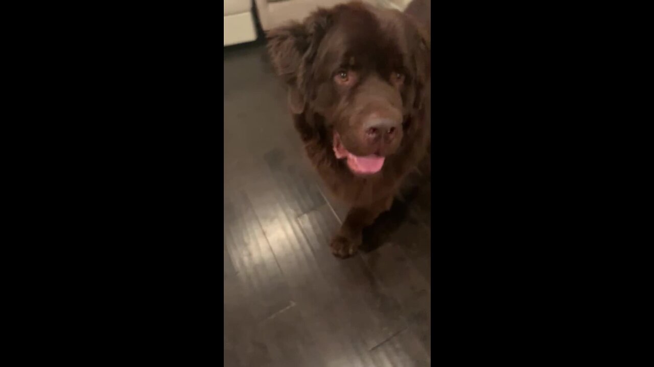 Gigantic Newfoundland totally crushes his Easter egg