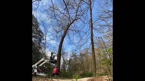 Pushing over a leaning oak