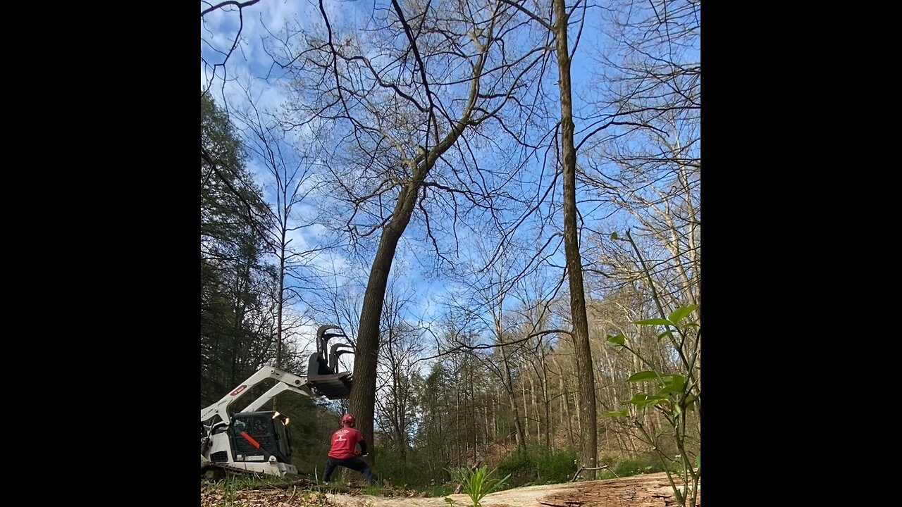 Pushing over a leaning oak