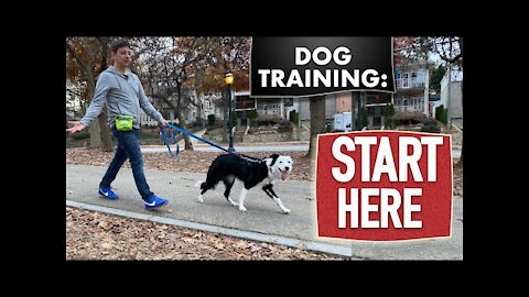 Dog Training Video For Beginners