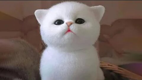 Best Animals 🔴 2 Minutes of Funny Cats and Dogs Videos 2022! #6