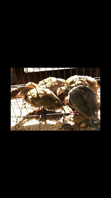 Guinea fowl keets new home straight on the dirt! Day 12 - 7 weeks old