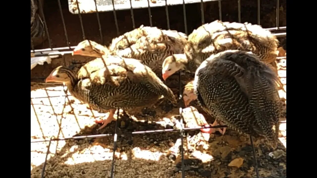 Guinea fowl keets new home straight on the dirt! Day 12 - 7 weeks old