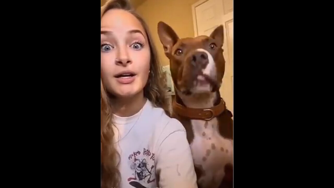 😂😂😂Funny Dog Videos 2021 Its time to LAUGH with Dogs life🤣