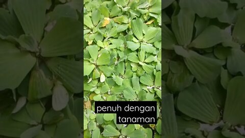 Kolamnya penuh tanaman