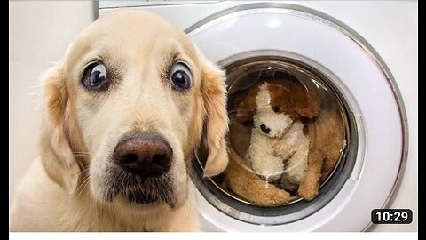 New funny animals video #new funny animals video