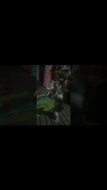 Si Meong begini Ya. Padahal ini bukan makanan.