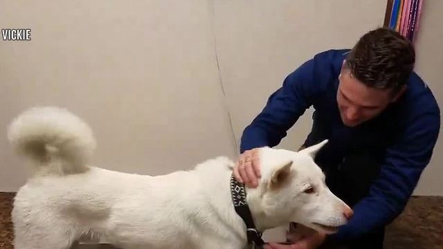Dog miraculously survives 16 days in desert