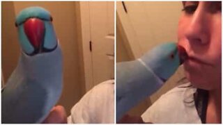 Parakeet loves getting kisses from his owner