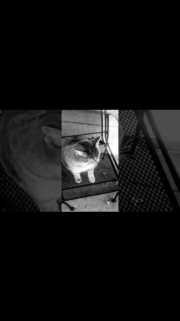 🐈Pussy Party 🎉