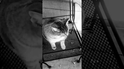 🐈Pussy Party 🎉