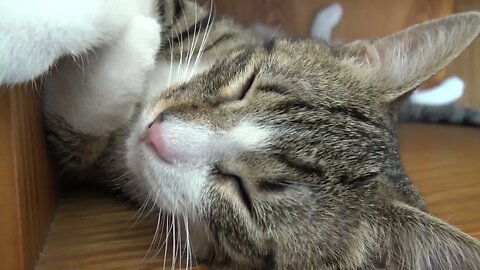 Bookworm Cat, Kitten Sleeping on the Bookshelf