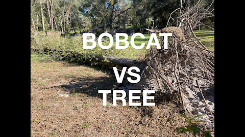 BOBCAT VS TREE