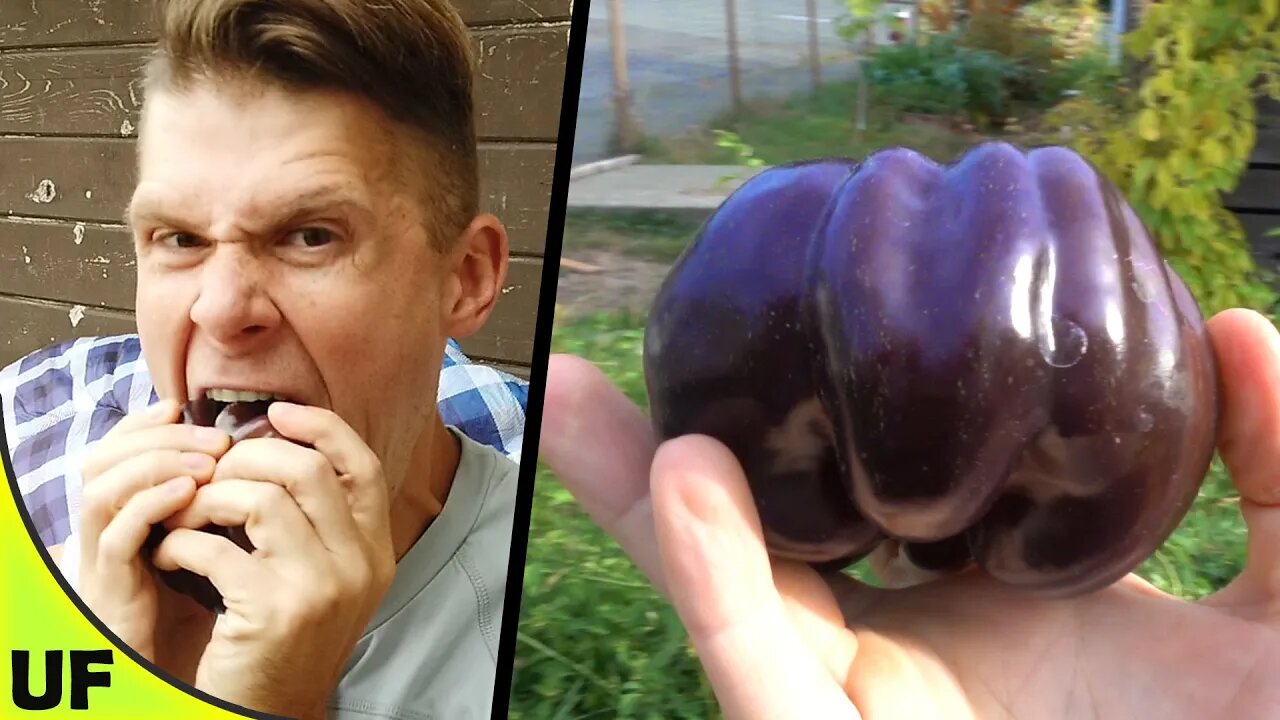 Purple Beauty Pepper Taste Test | Unusual Foods