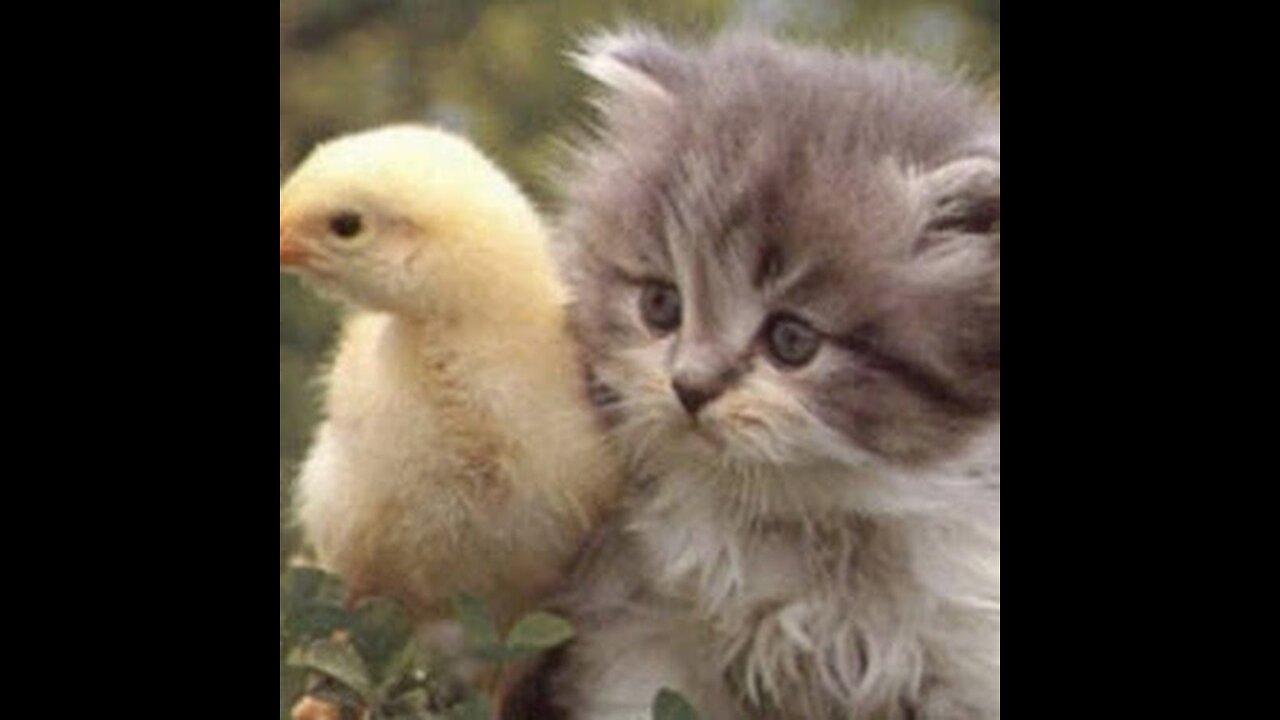 Cat & chicken