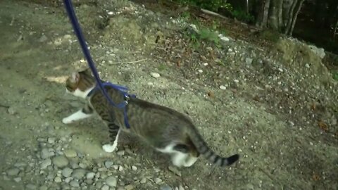 Kitten Rudolph Hikes in the Mountains