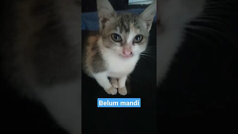 Anak kucing belum mandi #short #kucinglucu #kucingmeong #catcutevideo #kucingimut