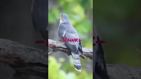 Hawk Bird