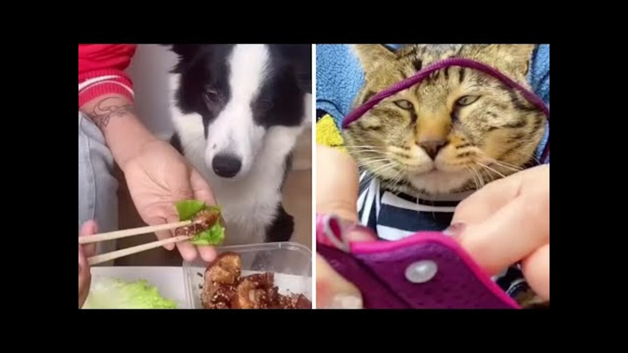 THE BEST OF SMART, CUTE AND FUNNY ANIMAL VIDEOS (Compilation) #1