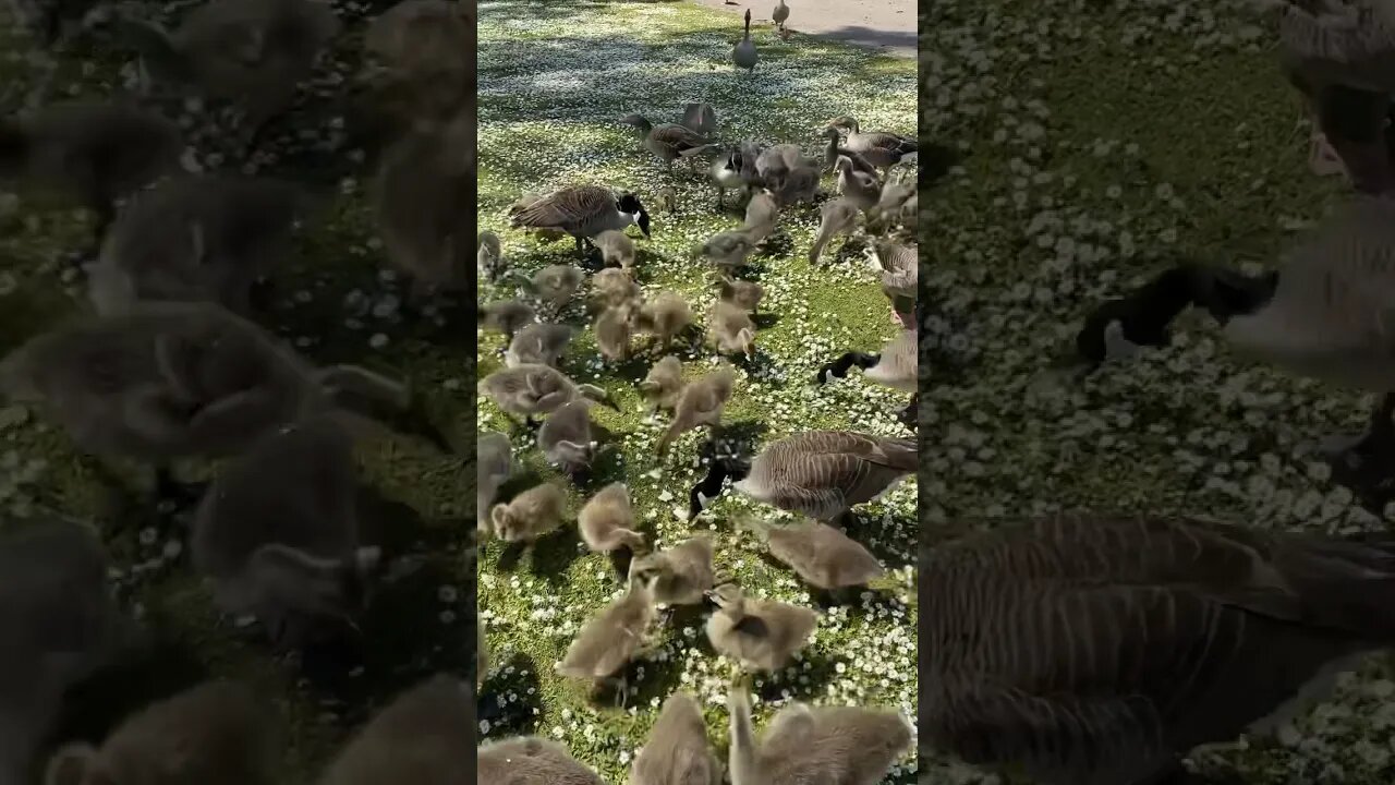 A hoard of ducklings, :) #nature #ducklings #smile