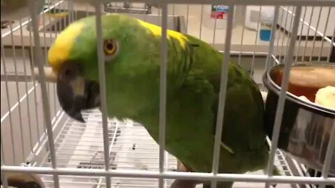 Parrot saying hello