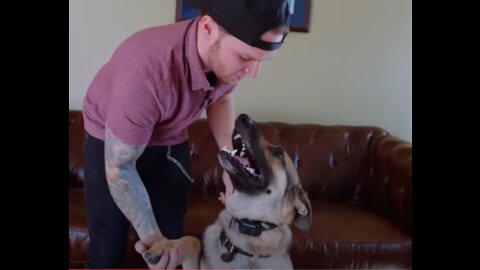 How to train your dog to be non-aggressive to your cat.