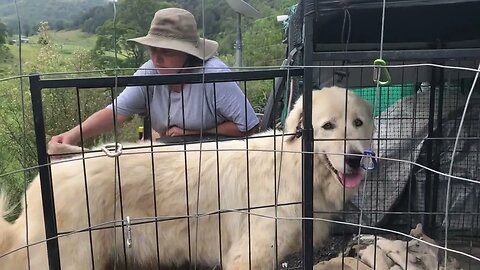 Darling Stella, enjoying time with her human | rescue maremma