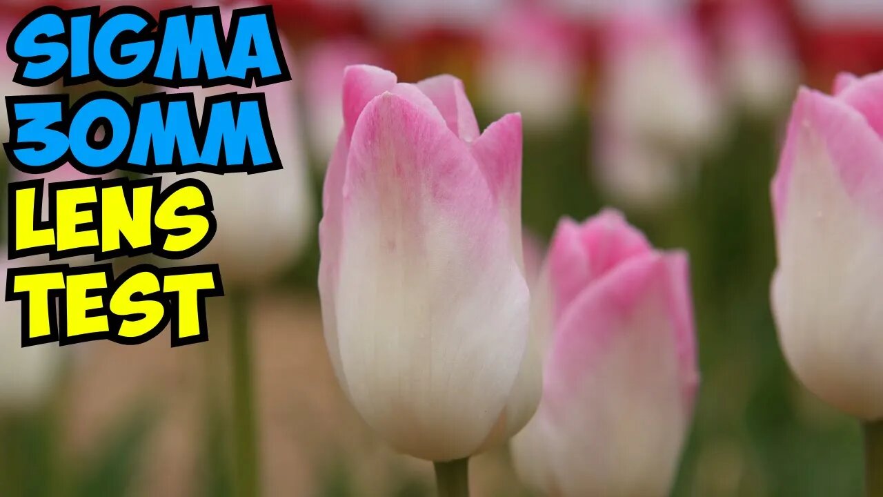 Sigma 30mm f1.4 Lens Test Footage in Flower Field