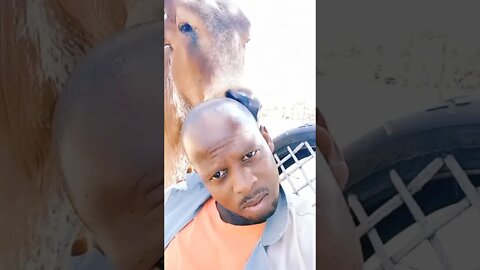 What exactly is going on here? #shorts #man #cow #video