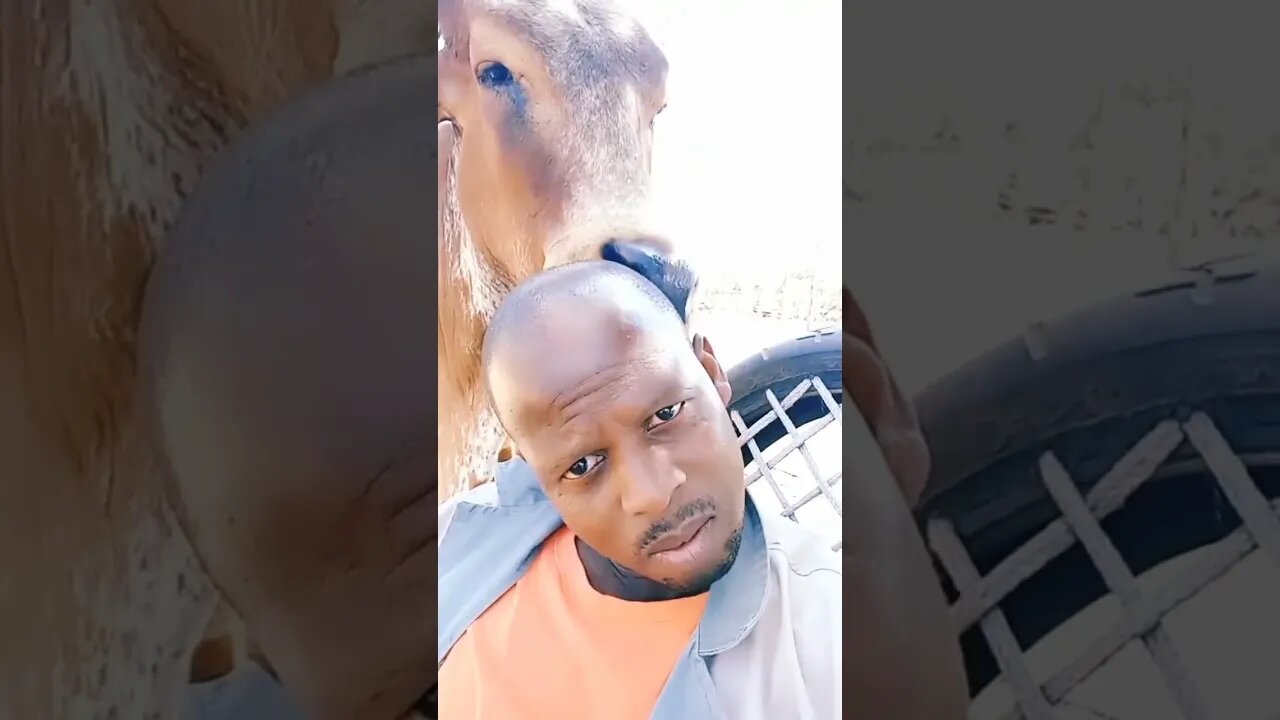 What exactly is going on here? #shorts #man #cow #video