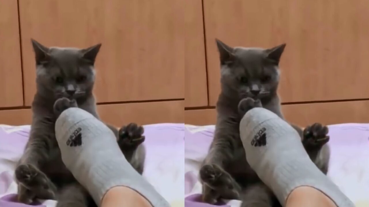 This cat is used to the smell of his owner's foot