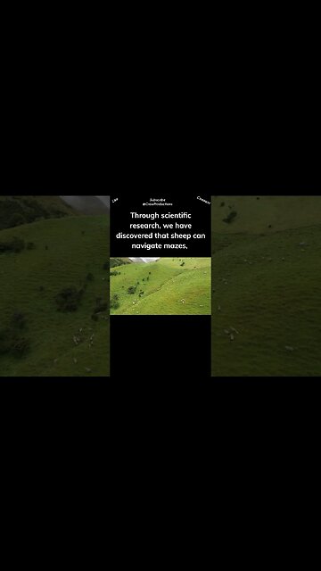 Contrary to common perception, sheep are not merely followers #sheep #shorts