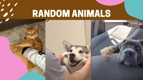 Random Animal || Cute Animals Compilation || Dog vs Cat video's the make you laugh ||