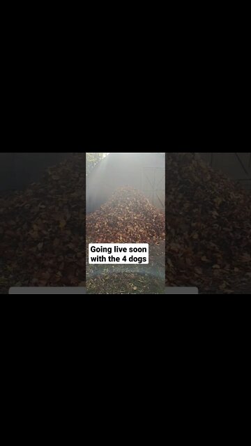 Giant Leaf Pile For The Dogs #shorts #livestream