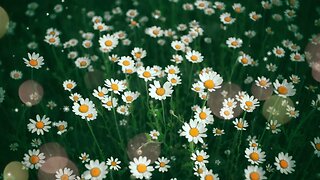 I'M GRATEFUL FOR A PRODUCTIVE DAY 15 Minutes Morning Gratitude Meditation Music