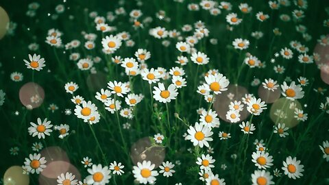 I'M GRATEFUL FOR A PRODUCTIVE DAY 15 Minutes Morning Gratitude Meditation Music