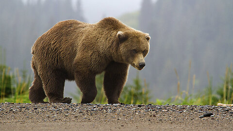 Amazing Brown Bear