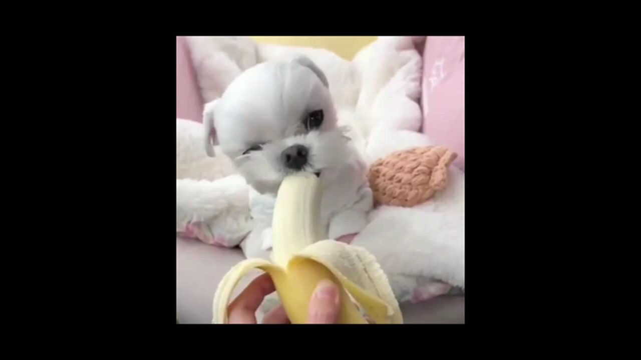 cutie pie
