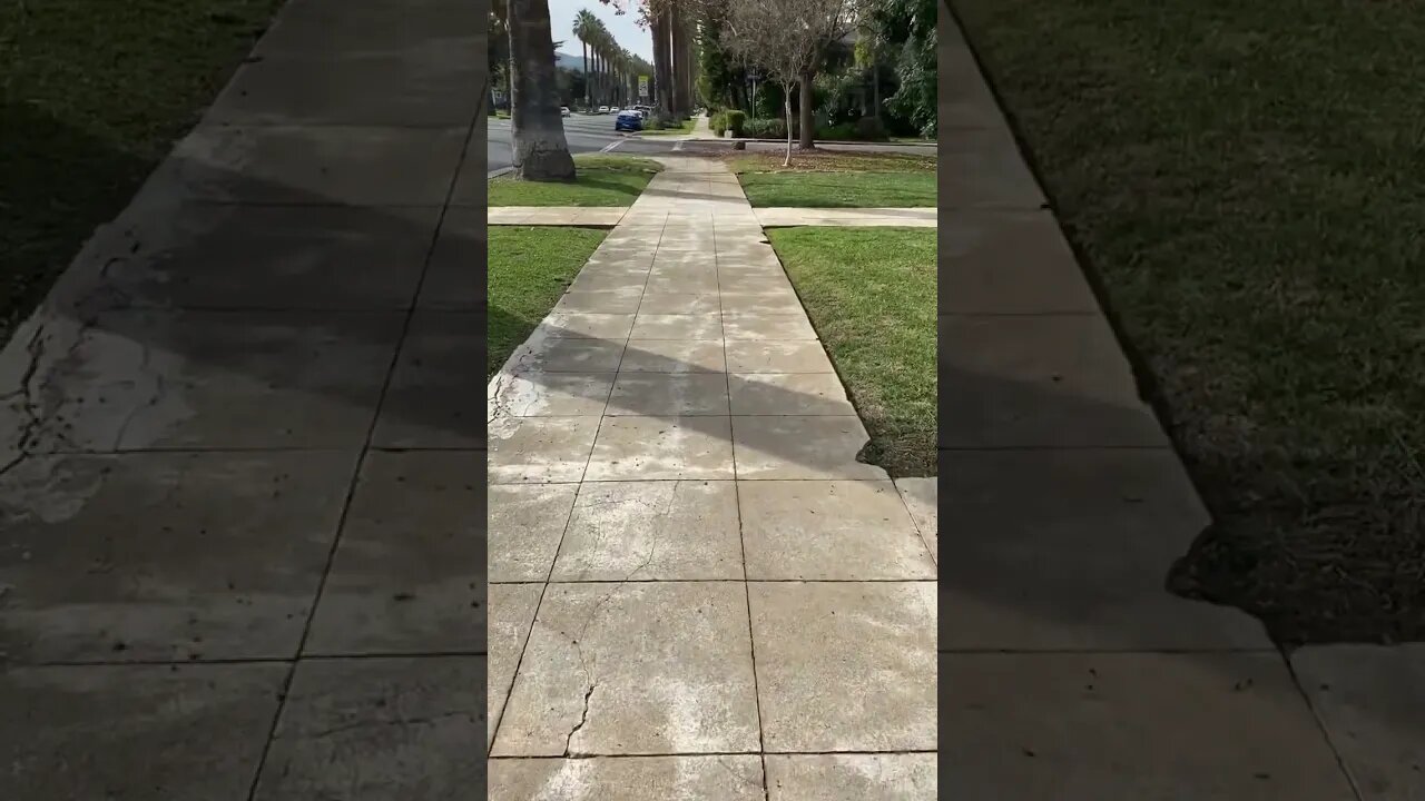 Palm Tree Sidewalk