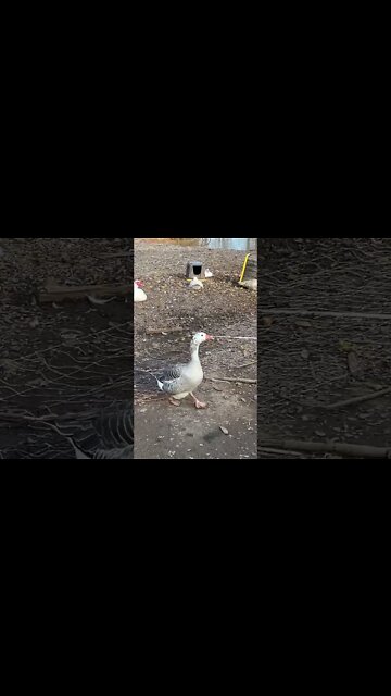 Did you know about Cotton Patch Geese?