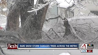 Will weekend snowstorm bring even more damage to trees?