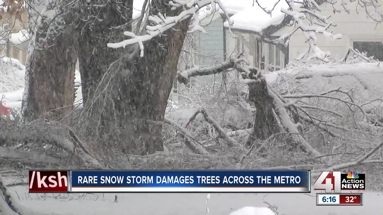 Will weekend snowstorm bring even more damage to trees?