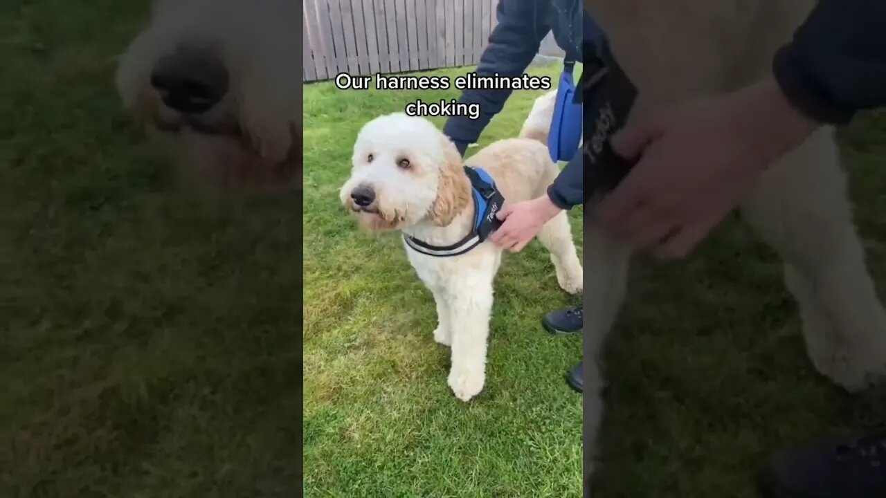 ✨️ Link en Bio @mascotamimosa💫 Conseguí No Pull Harness #animalesdivertidos #mascota