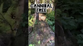 cannibal tree #wood #adventure #running #fitness #strong #workout #bc #vancouverisland #tree