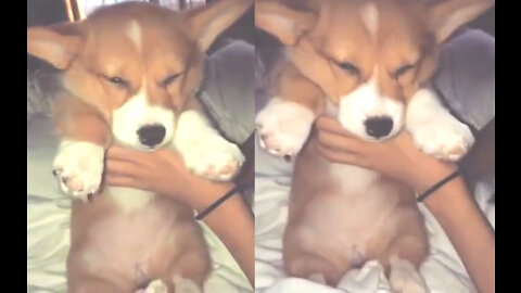 Corgi wants to sleep, can't hold on anymore