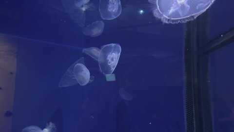 Jellyfish at the Camden Aquarium